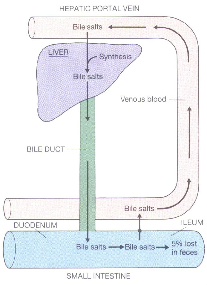 膽鹽的腸-肝循環