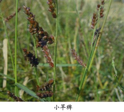 小旱稗 小旱稗