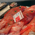 悉尼魚市場 悉尼魚市場
