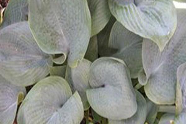 Hosta \x27Abiqua Drinking Gourd\x27