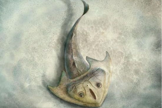 三尖魚科 三尖魚科