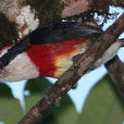 Sira Barbet Sira Barbet