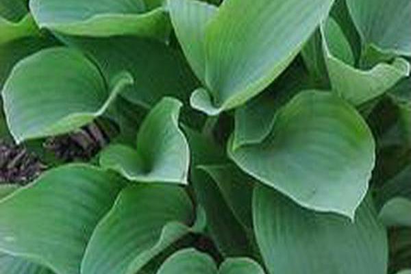 Hosta (Tardiana Group) \x27Harmony\x27 Hosta (Tardiana Group) \x27Harmony\x27