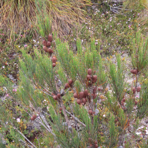 Allocasuarina zephyrea