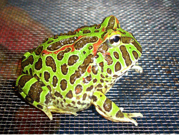 鮮綠色南美角蛙