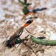 獵胡蜂 獵胡蜂