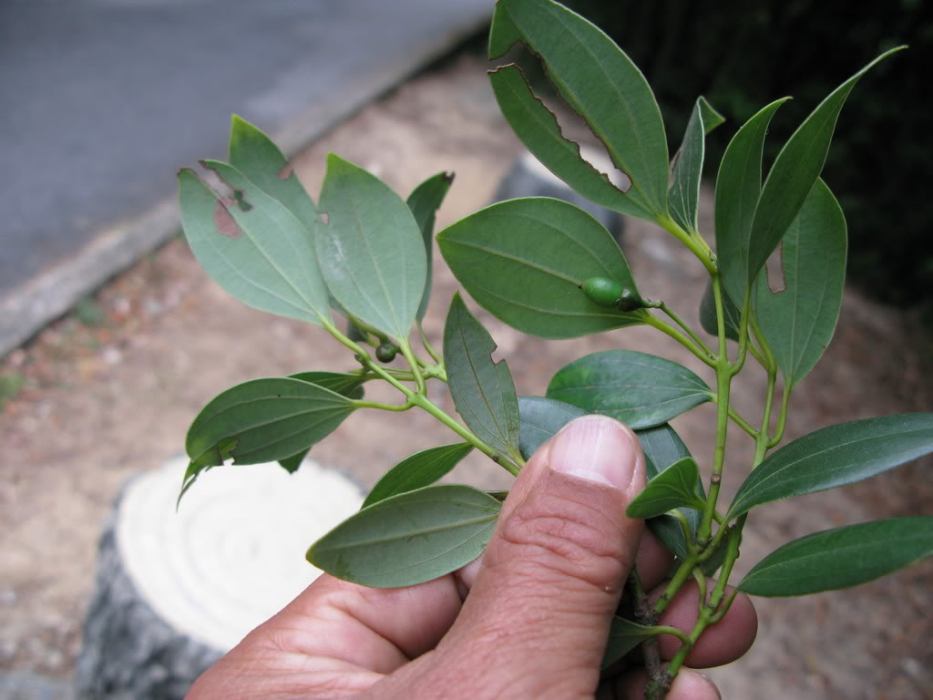 粗脈桂 粗脈桂