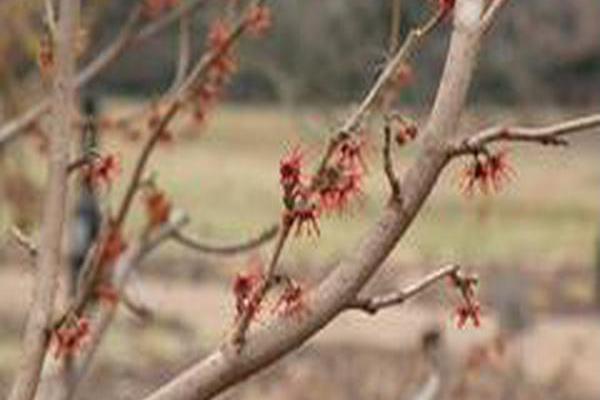 Hamamelis vernalis \x27Christmas Cheer\x27 Hamamelis vernalis \x27Christmas Cheer\x27