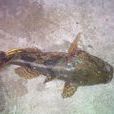 斑白魚 斑白魚