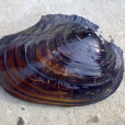 褶紋冠蚌(棉鞋蚌) 褶紋冠蚌(棉鞋蚌)