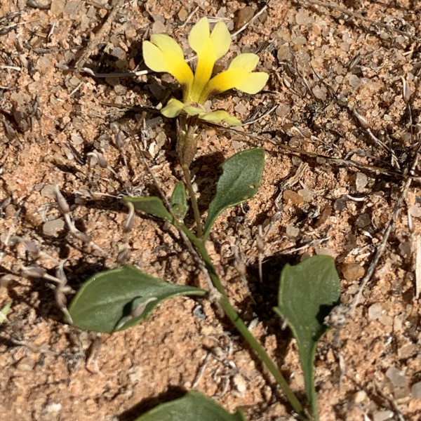 Goodenia maideniana
