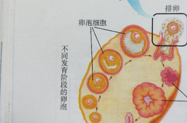 卵泡細胞