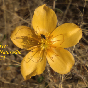Mentzelia hispida