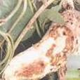 甘薯小象甲 甘薯小象甲
