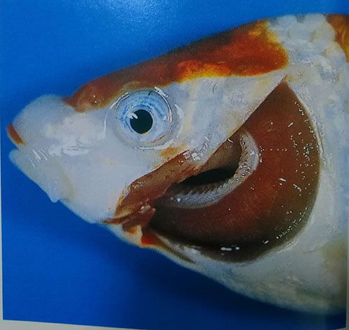 銅魚指環蟲 銅魚指環蟲