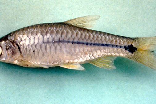 帕氏波魚 帕氏波魚
