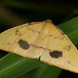 pulchrata pulchrata