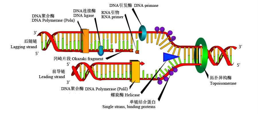 DNA的複製