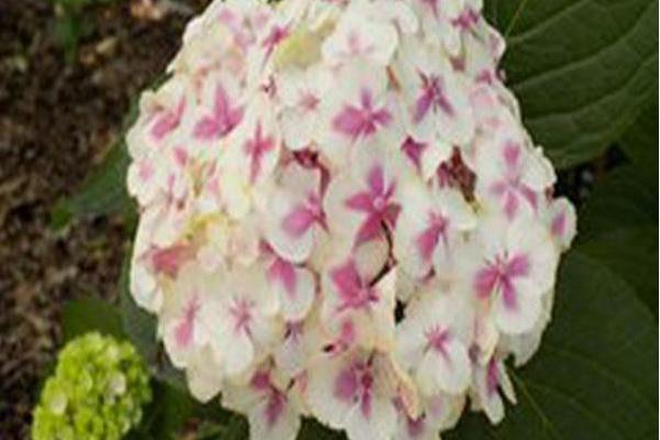 Hydrangea macrophylla \x27Fanfare\x27 WEDDING RING Hydrangea macrophylla \x27Fanfare\x27 WEDDING RING