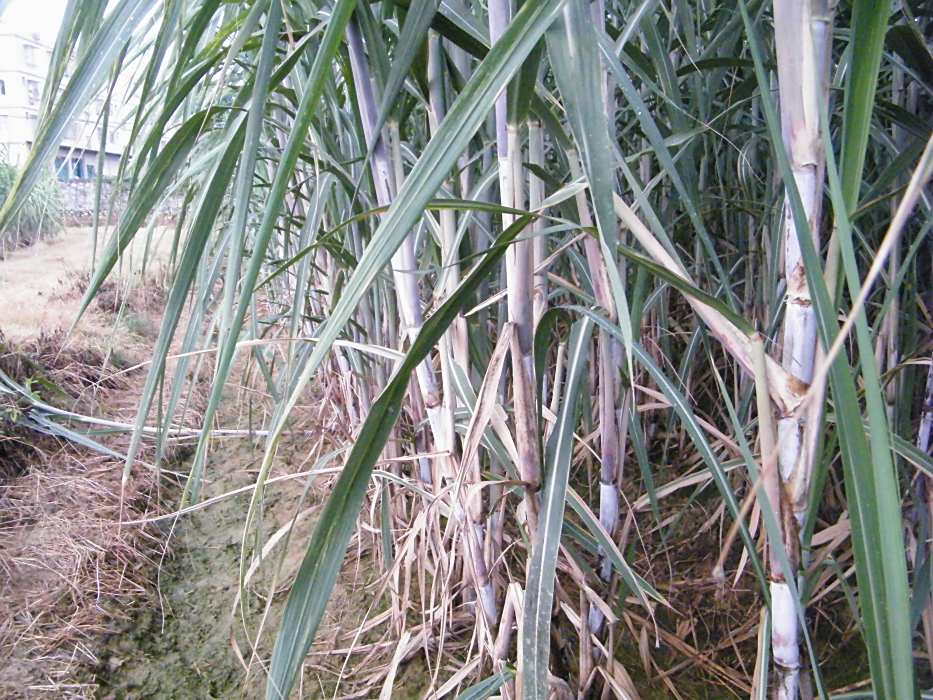 桂糖36號 桂糖36號