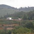 青松村(黑龍江省嘉蔭縣滬嘉鄉青松村) 青松村(黑龍江省嘉蔭縣滬嘉鄉青松村)