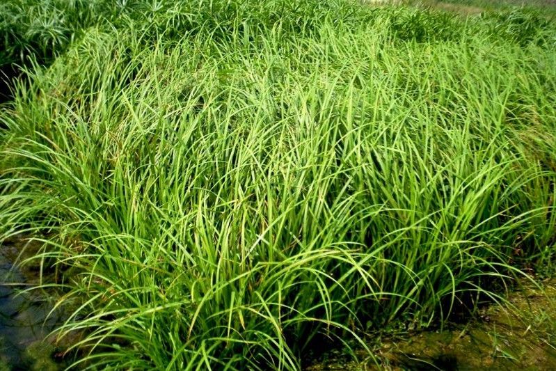 大橋苔草 大橋苔草