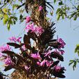 Cattleya maxima Cattleya maxima