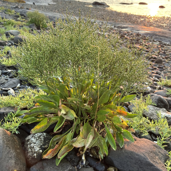 Limonium carolinianum
