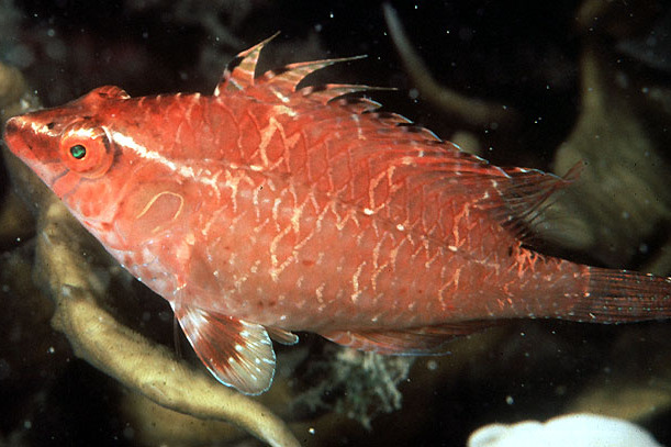 高體盔魚屬 高體盔魚屬