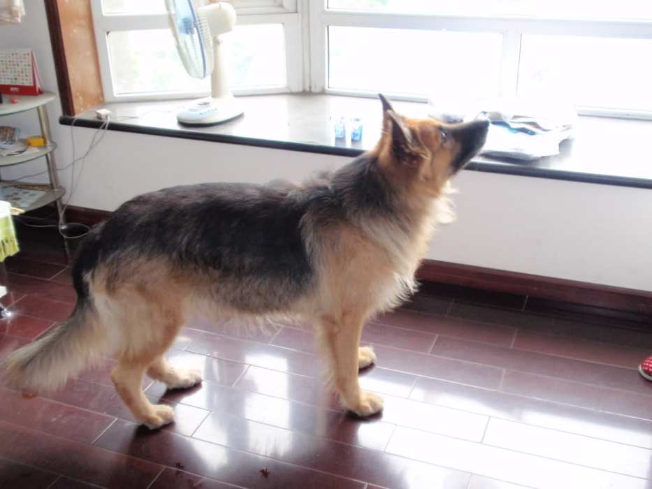 狗頭狗腦 狗頭狗腦