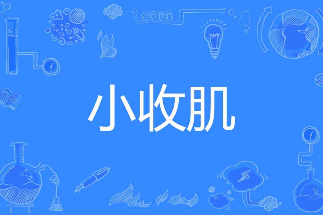 小收肌