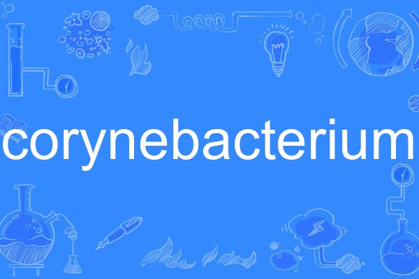 corynebacterium corynebacterium