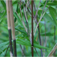 秦嶺箭竹 秦嶺箭竹