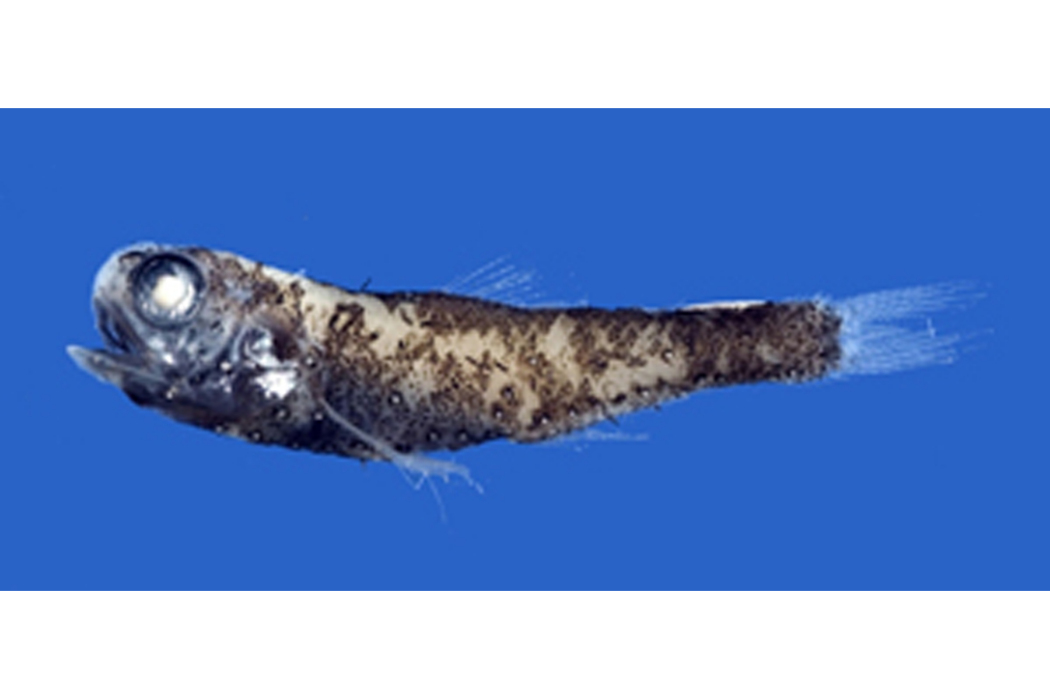 朗明燈魚(郎明燈魚) 朗明燈魚(郎明燈魚)