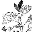 鱗果草 鱗果草