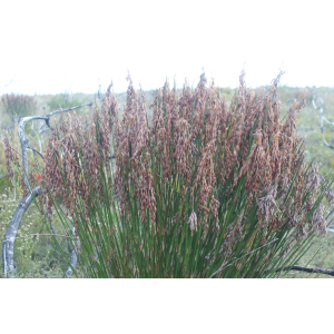 Thamnochortus paniculatus