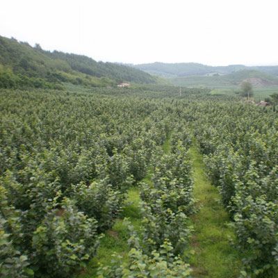 香榛 香榛