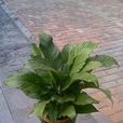 高葉(大葉科植物) 高葉(大葉科植物)
