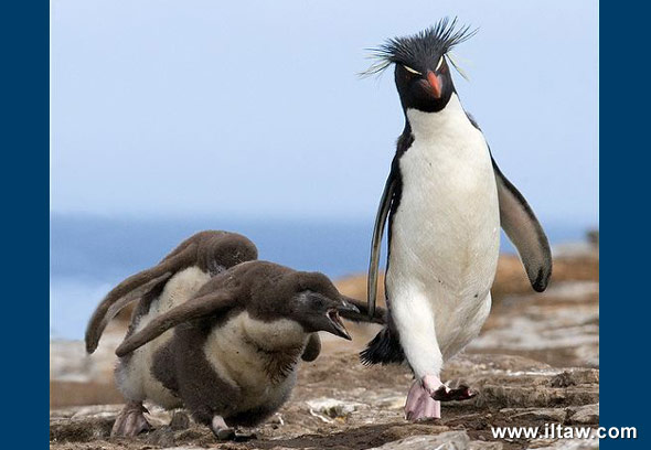 鳳頭黃眉企鵝家庭
