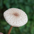 高大環柄菇(高腳環柄菇) 高大環柄菇(高腳環柄菇)