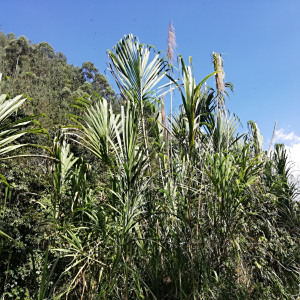 Gynerium sagittatum
