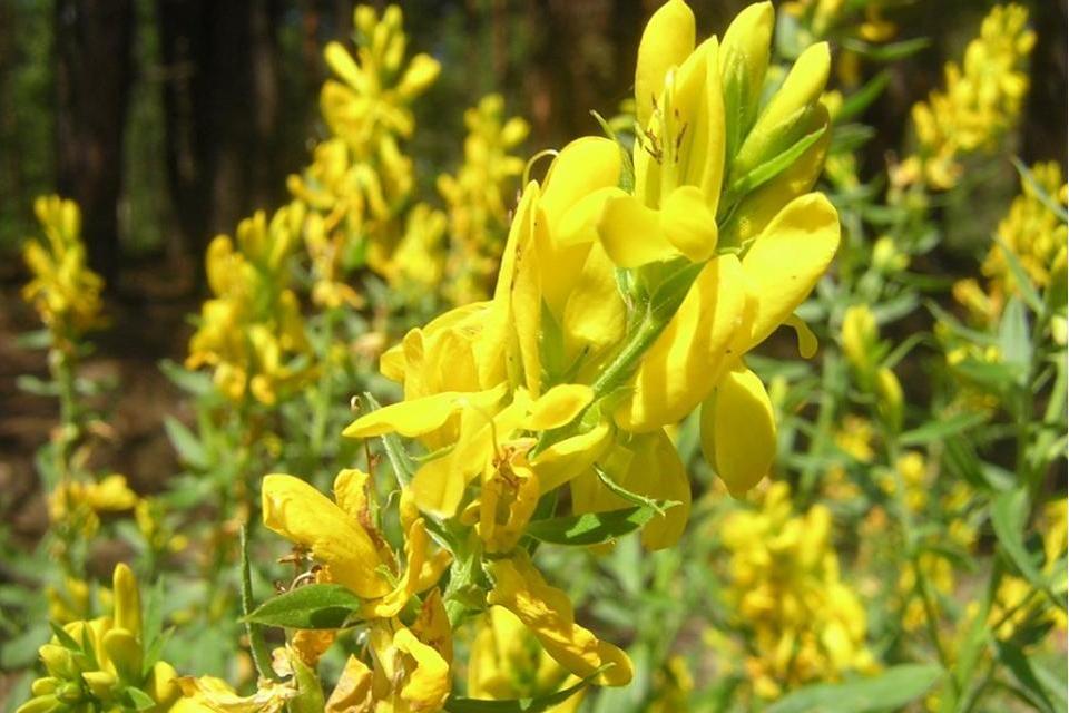 染料木屬(Genista) 染料木屬(Genista)