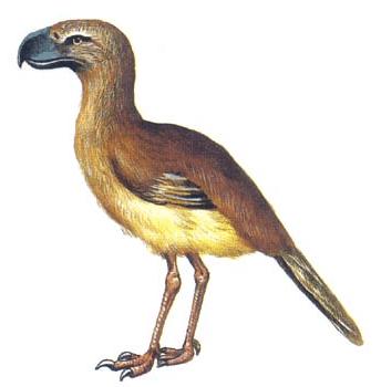 巴塔哥尼亞巨鳥
