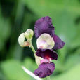 紫花大翼豆