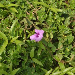 Ipomoea barlerioides
