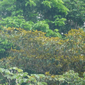 Byrsonima aerugo