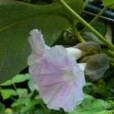 懋功蕘花 懋功蕘花