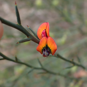 Daviesia brachyphylla