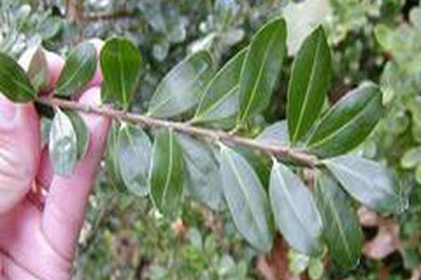 Ilex crenata \x27Hetzii\x27