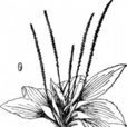 苤莒 苤莒